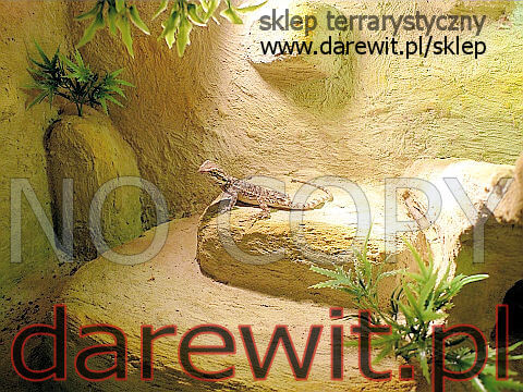 agama brodata w terrarium - darewit